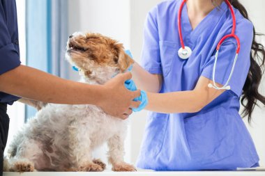 Bayan veteriner, veteriner teşhis koymadan ve evde eşek arılarını tedavi etmeden önce sağlık kontrolü ve iyileşme kontrolü için köpekle oynuyor.