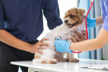 Veteriner köpek sağlığını incelemek ve solunum ve kalp hastalıklarını teşhis etmek için stetoskoplar kullanıyor. Hayvan hastanesindeki köpek sağlığını veterinerlerin hastalık teşhisi için steteskopla kontrol ediyorum.