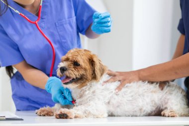 Veteriner köpek sağlığını incelemek ve solunum ve kalp hastalıklarını teşhis etmek için stetoskoplar kullanıyor. Hayvan hastanesindeki köpek sağlığını veterinerlerin hastalık teşhisi için steteskopla kontrol ediyorum.