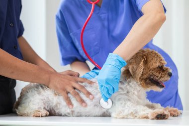 Veteriner köpek sağlığını incelemek ve solunum ve kalp hastalıklarını teşhis etmek için stetoskoplar kullanıyor. Hayvan hastanesindeki köpek sağlığını veterinerlerin hastalık teşhisi için steteskopla kontrol ediyorum.
