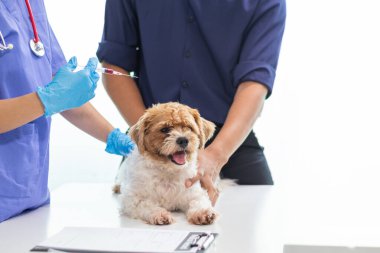 Veterinerler, hayvan hastanesinde köpekler için yıllık sağlık muayeneleri yapar ve enfeksiyonu önlemek için kuduz aşısı yaparlar. Veteriner uzmanından yıllık sağlık kontrolü için köpek almak.