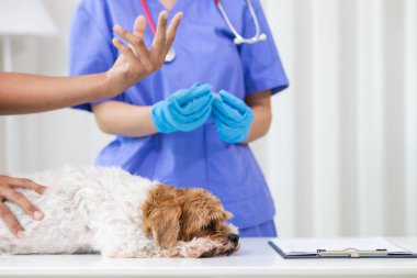 Veterinerler, hayvan hastanesinde köpekler için yıllık sağlık muayeneleri yapar ve enfeksiyonu önlemek için kuduz aşısı yaparlar. Veteriner uzmanından yıllık sağlık kontrolü için köpek almak.