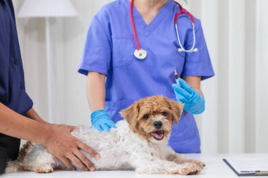 Veterinerler, hayvan hastanesinde köpekler için yıllık sağlık muayeneleri yapar ve enfeksiyonu önlemek için kuduz aşısı yaparlar. Veteriner uzmanından yıllık sağlık kontrolü için köpek almak.