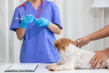 Veterinerler, hayvan hastanesinde köpekler için yıllık sağlık muayeneleri yapar ve enfeksiyonu önlemek için kuduz aşısı yaparlar. Veteriner uzmanından yıllık sağlık kontrolü için köpek almak.