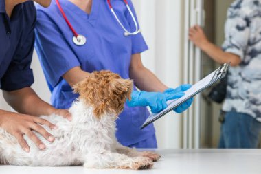 Veterinerlik alanında uzman veteriner, hayvan hastanesinde köpek sağlığını inceleyerek hastalıkları ve köpek yaralanmalarını araştırıyor. Veteriner tedavi için köpeği hastanede muayene ediyor.