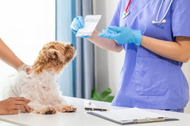 Veterinerlik alanında uzman veteriner, hayvan hastanesinde köpek sağlığını inceleyerek hastalıkları ve köpek yaralanmalarını araştırıyor. Veteriner tedavi için köpeği hastanede muayene ediyor.