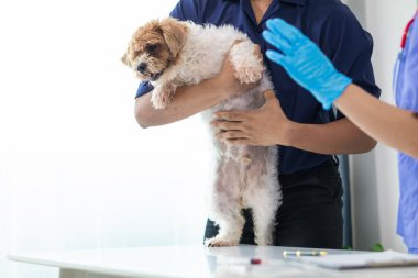 Veterinerlik alanında uzman veteriner, hayvan hastanesinde köpek sağlığını inceleyerek hastalıkları ve köpek yaralanmalarını araştırıyor. Veteriner tedavi için köpeği hastanede muayene ediyor.