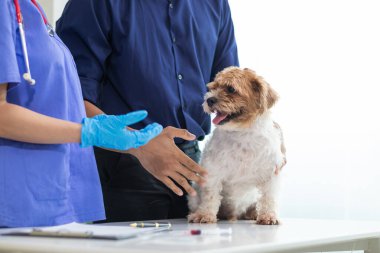 Veterinerlik alanında uzman veteriner, hayvan hastanesinde köpek sağlığını inceleyerek hastalıkları ve köpek yaralanmalarını araştırıyor. Veteriner tedavi için köpeği hastanede muayene ediyor.