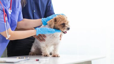 Veterinerlik alanında uzman veteriner, hayvan hastanesinde köpek sağlığını inceleyerek hastalıkları ve köpek yaralanmalarını araştırıyor. Veteriner tedavi için köpeği hastanede muayene ediyor.