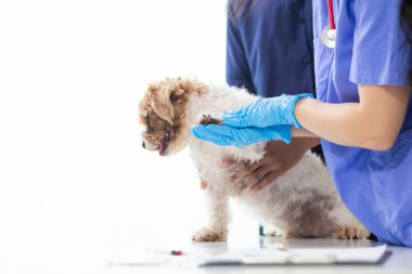 Veterinerlik alanında uzman veteriner, hayvan hastanesinde köpek sağlığını inceleyerek hastalıkları ve köpek yaralanmalarını araştırıyor. Veteriner tedavi için köpeği hastanede muayene ediyor.