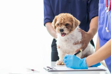 Veterinerlik alanında uzman veteriner, hayvan hastanesinde köpek sağlığını inceleyerek hastalıkları ve köpek yaralanmalarını araştırıyor. Veteriner tedavi için köpeği hastanede muayene ediyor.