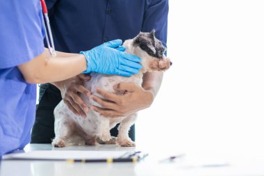 Veterinarian who specialize in veterinary medicine are examining health of dog within animal hospital look for diseases and injuries in dog. veterinarian is examining dog in hospita for treatment clipart