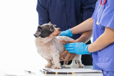 Veterinerlik alanında uzman veteriner, hayvan hastanesinde köpek sağlığını inceleyerek hastalıkları ve köpek yaralanmalarını araştırıyor. Veteriner tedavi için köpeği hastanede muayene ediyor.