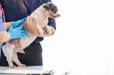 Veterinerlik alanında uzman veteriner, hayvan hastanesinde köpek sağlığını inceleyerek hastalıkları ve köpek yaralanmalarını araştırıyor. Veteriner tedavi için köpeği hastanede muayene ediyor.