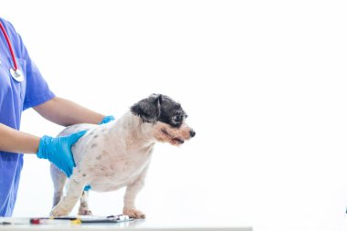 Veterinerlik alanında uzman veteriner, hayvan hastanesinde köpek sağlığını inceleyerek hastalıkları ve köpek yaralanmalarını araştırıyor. Veteriner tedavi için köpeği hastanede muayene ediyor.