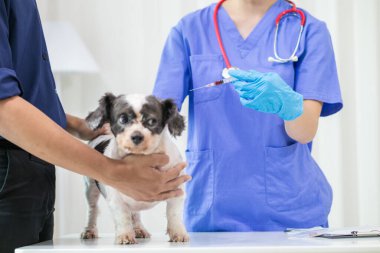 Veterinerler, hayvan hastanesinde köpekler için yıllık sağlık muayeneleri yapar ve enfeksiyonu önlemek için kuduz aşısı yaparlar. Veteriner uzmanından yıllık sağlık kontrolü için köpek almak.