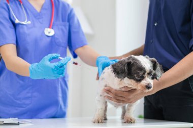 Veterinarians perform annual health examinations for dogs in animal hospital and vaccinate them against rabies to prevent infection. Taking dog for an annual health check from veterinarian specialist clipart