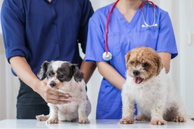 Bayan veteriner, veteriner teşhis koymadan ve evde eşek arılarını tedavi etmeden önce sağlık kontrolü ve iyileşme kontrolü için köpekle oynuyor.