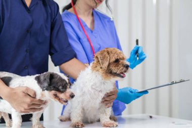 Veterinerlik alanında uzman veteriner, hayvan hastanesinde köpek sağlığını inceleyerek hastalıkları ve köpek yaralanmalarını araştırıyor. Veteriner tedavi için köpeği hastanede muayene ediyor.