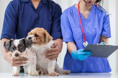 Bayan veteriner, veteriner teşhis koymadan ve evde eşek arılarını tedavi etmeden önce sağlık kontrolü ve iyileşme kontrolü için köpekle oynuyor.