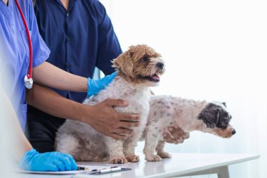 Veterinerlik alanında uzman veteriner, hayvan hastanesinde köpek sağlığını inceleyerek hastalıkları ve köpek yaralanmalarını araştırıyor. Veteriner tedavi için köpeği hastanede muayene ediyor.