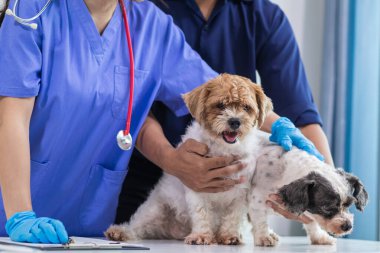 Bayan veteriner, veteriner teşhis koymadan ve evde eşek arılarını tedavi etmeden önce sağlık kontrolü ve iyileşme kontrolü için köpekle oynuyor.
