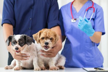 Veterinerlik alanında uzman veteriner, hayvan hastanesinde köpek sağlığını inceleyerek hastalıkları ve köpek yaralanmalarını araştırıyor. Veteriner tedavi için köpeği hastanede muayene ediyor.