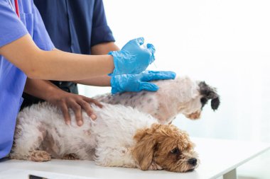 Veterinerlik alanında uzman veteriner, hayvan hastanesinde köpek sağlığını inceleyerek hastalıkları ve köpek yaralanmalarını araştırıyor. Veteriner tedavi için köpeği hastanede muayene ediyor.