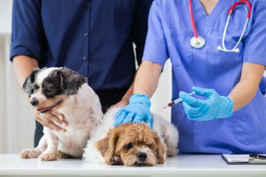 Veterinerler, hayvan hastanesinde köpekler için yıllık sağlık muayeneleri yapar ve enfeksiyonu önlemek için kuduz aşısı yaparlar. Veteriner uzmanından yıllık sağlık kontrolü için köpek almak.