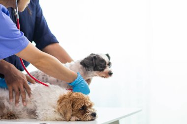 Veteriner köpek sağlığını incelemek ve solunum ve kalp hastalıklarını teşhis etmek için stetoskoplar kullanıyor. Hayvan hastanesindeki köpek sağlığını veterinerlerin hastalık teşhisi için steteskopla kontrol ediyorum.