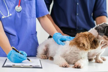Veterinerlik alanında uzman veteriner, hayvan hastanesinde köpek sağlığını inceleyerek hastalıkları ve köpek yaralanmalarını araştırıyor. Veteriner tedavi için köpeği hastanede muayene ediyor.