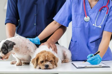 Veterinerlik alanında uzman veteriner, hayvan hastanesinde köpek sağlığını inceleyerek hastalıkları ve köpek yaralanmalarını araştırıyor. Veteriner tedavi için köpeği hastanede muayene ediyor.