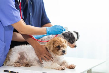 Veteriner köpek sağlığını incelemek ve solunum ve kalp hastalıklarını teşhis etmek için stetoskoplar kullanıyor. Hayvan hastanesindeki köpek sağlığını veterinerlerin hastalık teşhisi için steteskopla kontrol ediyorum.