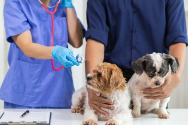 Veteriner köpek sağlığını incelemek ve solunum ve kalp hastalıklarını teşhis etmek için stetoskoplar kullanıyor. Hayvan hastanesindeki köpek sağlığını veterinerlerin hastalık teşhisi için steteskopla kontrol ediyorum.