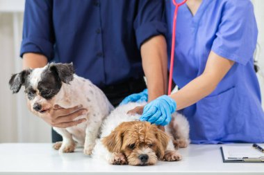 Veteriner köpek sağlığını incelemek ve solunum ve kalp hastalıklarını teşhis etmek için stetoskoplar kullanıyor. Hayvan hastanesindeki köpek sağlığını veterinerlerin hastalık teşhisi için steteskopla kontrol ediyorum.