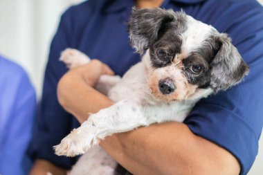 Veterinerlik alanında uzman veteriner, hayvan hastanesinde köpek sağlığını inceleyerek hastalıkları ve köpek yaralanmalarını araştırıyor. Veteriner tedavi için köpeği hastanede muayene ediyor.