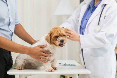 Veterinerlik alanında uzman veterinerler, köpeklerde hastalık ve yaralanma olup olmadığına bakmak için hayvan hastanesi içindeki köpeklerin sağlığını inceliyor. Köpeği veterinerden yıllık sağlık kontrolüne götürmek