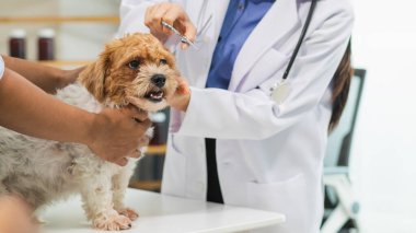 Veterinerlik alanında uzman veterinerler, köpeklerde hastalık ve yaralanma olup olmadığına bakmak için hayvan hastanesi içindeki köpeklerin sağlığını inceliyor. Köpeği veterinerden yıllık sağlık kontrolüne götürmek