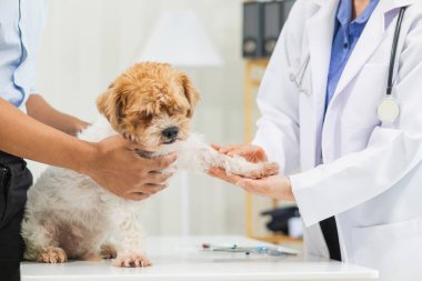 Veterinerlik alanında uzman veterinerler, köpeklerde hastalık ve yaralanma olup olmadığına bakmak için hayvan hastanesi içindeki köpeklerin sağlığını inceliyor. Köpeği veterinerden yıllık sağlık kontrolüne götürmek