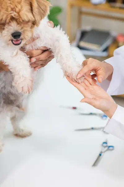 stock image Veterinarians who specialize in veterinary medicine are examining health of dogs within animal hospital to look for diseases and injuries in dog . Taking dog for an annual health check from veterinary
