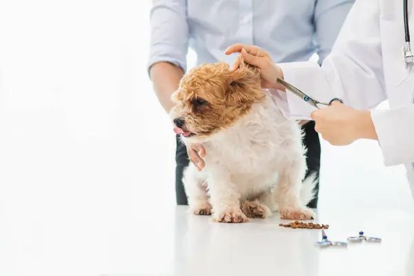 stock image Veterinarians who specialize in veterinary medicine are examining health of dogs within animal hospital to look for diseases and injuries in dog . Taking dog for an annual health check from veterinary