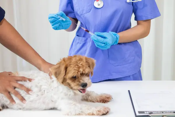 stock image Veterinarians perform annual health examinations for dogs in animal hospital and vaccinate them against rabies to prevent infection. Taking dog for an annual health check from veterinarian specialist