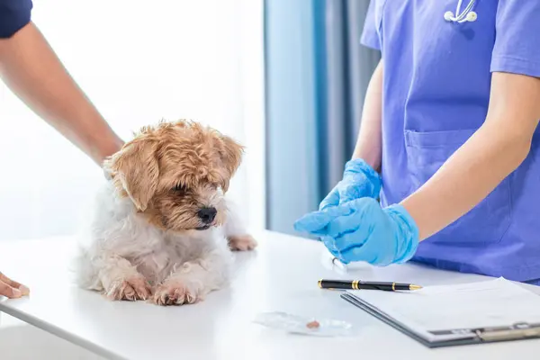 stock image Veterinarian who specialize in veterinary medicine are examining health of dog within animal hospital look for diseases and injuries in dog. veterinarian is examining dog in hospita for treatment