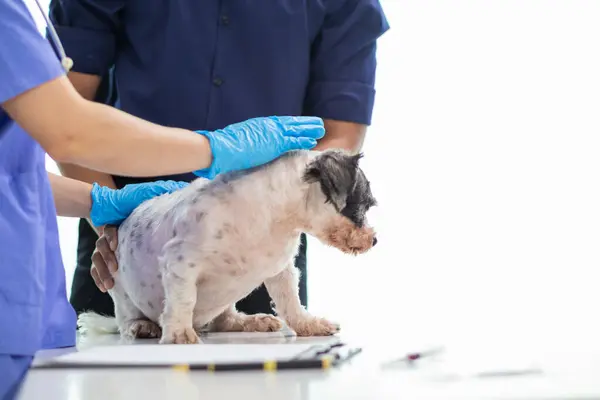 stock image Veterinarian who specialize in veterinary medicine are examining health of dog within animal hospital look for diseases and injuries in dog. veterinarian is examining dog in hospita for treatment