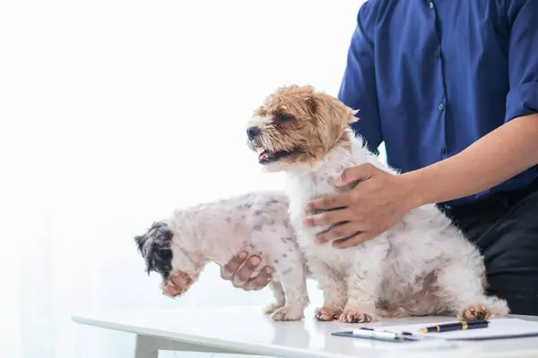 stock image Veterinarian who specialize in veterinary medicine are examining health of dog within animal hospital look for diseases and injuries in dog. veterinarian is examining dog in hospita for treatment