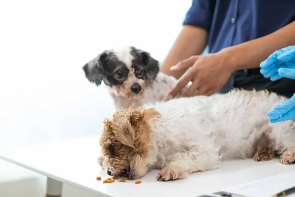 stock image Veterinarian who specialize in veterinary medicine are examining health of dog within animal hospital look for diseases and injuries in dog. veterinarian is examining dog in hospita for treatment