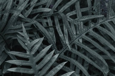 Tropikal ormanlarda sık sık yetişen koyu yeşil eğreltiotu yapraklı arka plan genellikle gölgeli ve ferahlatıcı bir atmosfer için süs bitkisi olarak ekilir. Metin için Boşluğu Kopyala.