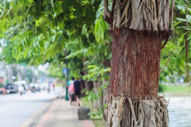 Kesildikten sonra ortaya çıkan asma kökleri büyük ağaçlarda yükselen ve ağacın ölmesine neden olabilecek sarmaşıkların köklerinin kesilmesi gerekmektedir. Doğa hayatta kalma kavramı