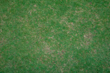 Full Frame Mini Top View 'da Dark arkaplanını terk eder ve metin girişi için Boşluğu Kopyalar. Arkaplana metin koymak için Dünya Günü tasarımları için bir sürü küçük yaprak arkaplanı.