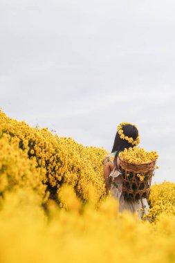 Sarı Kasımpatı Çiçek Bahçesi, krizantem çayı yapıldığında sağlığa yardımcı olan bitkisel bahçelerden biri olarak kabul edilir ve turistler arasında popüler olan eşsiz bir aroması vardır..